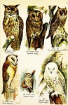 Owls: Eurasian eagle-owl (Bubo bubo), tawny owl / brown owl (Strix aluco), long-eared owl (Asio ...