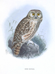 little owl (Athene noctua)