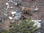 Himalayan brown bear (Ursus arctos isabellinus)