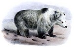 Tibetan blue bear (Ursus arctos pruinosus)