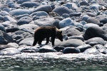 Ussuri brown bear (Ursus arctos lasiotus)