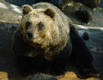 Ussuri brown bear (Ursus arctos lasiotus)