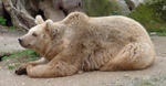 Syrian brown bear (Ursus arctos syriacus)