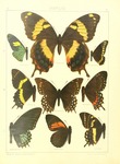 bluish mimic-swallowtail (Mimoides pausanias), Jamaican giant swallowtail (Papilio homerus), Pap...