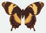 Jamaican giant swallowtail (Papilio homerus)