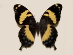 Jamaican giant swallowtail (Papilio homerus)