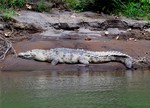 American crocodile (Crocodylus acutus)