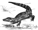 American crocodile (Crocodylus acutus)