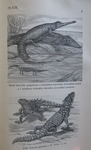 gharial (Gavialis gangeticus), American crocodile (Crocodylus acutus), mugger crocodile (Crocody...