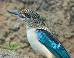 spangled kookaburra, Aru giant kingfisher (Dacelo tyro)