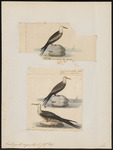 Ascension frigatebird (Fregata aquila)
