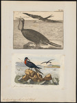 Ascension frigatebird (Fregata aquila)