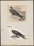 Ascension frigatebird (Fregata aquila)
