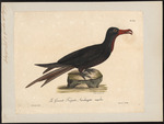 Ascension frigatebird (Fregata aquila)