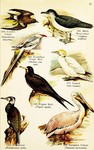 ...opicbird (Phaethon aethereus), northern gannet (Morus bassanus), great cormorant (Phalacrocorax ...