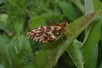 Arctic fritillary, purplish fritillary (Boloria chariclea)