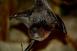 Rodrigues flying fox, Rodrigues fruit bat (Pteropus rodricensis)