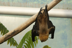 Rodrigues flying fox, Rodrigues fruit bat (Pteropus rodricensis)