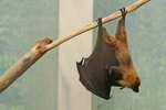 Rodrigues flying fox, Rodrigues fruit bat (Pteropus rodricensis)