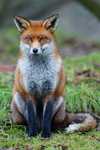 European red fox (Vulpes vulpes crucigera)