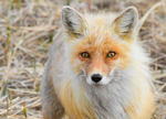 American red fox (Vulpes vulpes fulvus)