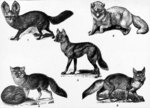Foxes: Cape fox (Vulpes chama), Arctic fox (Vulpes lagopus), side-striped jackal (Canis adustus)...