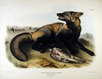 red fox (Vulpes vulpes)