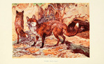 red fox (Vulpes vulpes)