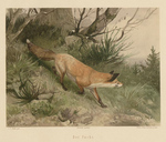 red fox (Vulpes vulpes)