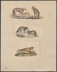 red fox (Vulpes vulpes)