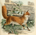 red fox (Vulpes vulpes)