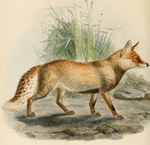 red fox (Vulpes vulpes)