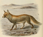 red fox (Vulpes vulpes)