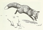 red fox (Vulpes vulpes)