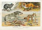 ...pus), red fox (Vulpes vulpes), coyote (Canis latrans)