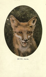 red fox (Vulpes vulpes)