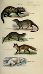 Asian palm civet (Paradoxurus hermaphroditus), Egyptian mongoose (Herpestes ichneumon), Indian g...