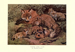 red fox (Vulpes vulpes)