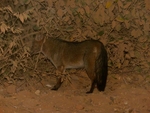 crab-eating fox (Cerdocyon thous)