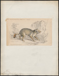 crab-eating fox (Cerdocyon thous)