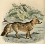 crab-eating fox (Cerdocyon thous)