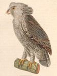 barred eagle-owl (Bubo sumatranus)