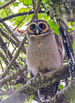 brown wood owl (Strix leptogrammica)
