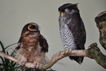 brown wood owl (Strix leptogrammica), barred eagle-owl (Bubo sumatranus)