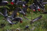 African grey parrot (Psittacus erithacus)