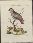 African grey parrot (Psittacus erithacus)