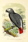 African grey parrot (Psittacus erithacus)