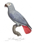 African grey parrot (Psittacus erithacus)