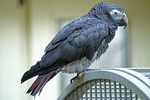 Timneh parrot (Psittacus timneh)