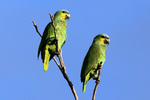 orange-winged amazon (Amazona amazonica)